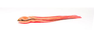 COLOUR 18 Pink/Black Stripes