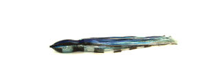 KRAKEN SAURY